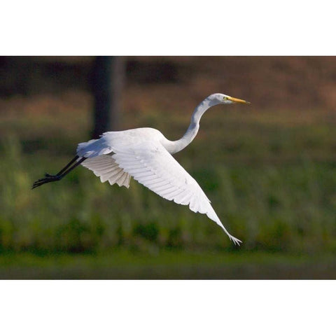 California, San Diego Great Egret flying Gold Ornate Wood Framed Art Print with Double Matting by Talbot Frank, Christopher