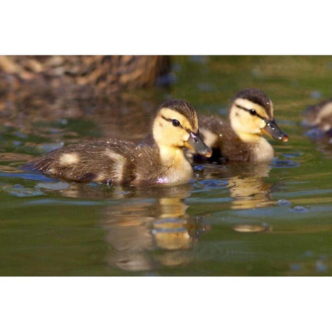 California, San Diego Mallard Ducklings Gold Ornate Wood Framed Art Print with Double Matting by Talbot Frank, Christopher