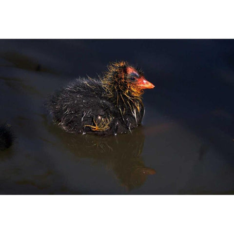 USA, California, San Diego, Lakeside Mud Chick Black Modern Wood Framed Art Print by Talbot Frank, Christopher
