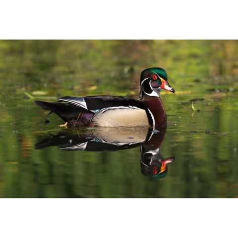 USA, California, San Diego, Lakeside Wood Duck Black Modern Wood Framed Art Print by Talbot Frank, Christopher