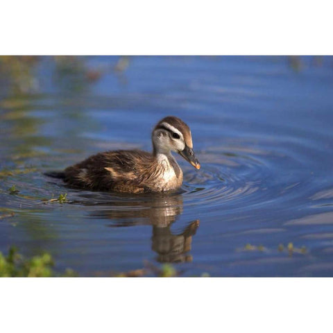 California, San Diego, Lakeside Wood Duckling Black Modern Wood Framed Art Print by Talbot Frank, Christopher