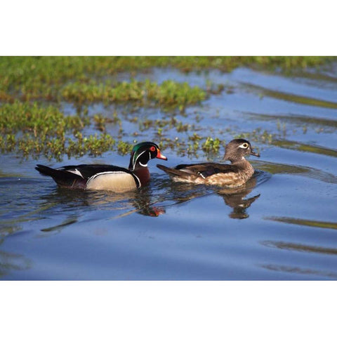 USA, California, San Diego, Lakeside Wood Ducks Black Modern Wood Framed Art Print by Talbot Frank, Christopher