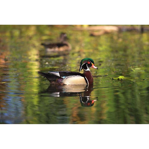 USA, California, San Diego, Lakeside Wood Ducks White Modern Wood Framed Art Print by Talbot Frank, Christopher