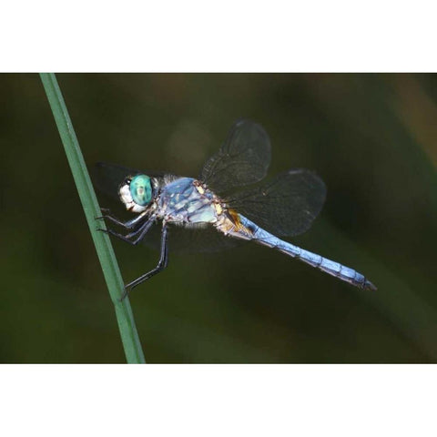 CA, Mission Trails regional Park Blue Dragonfly Black Modern Wood Framed Art Print by Talbot Frank, Christopher