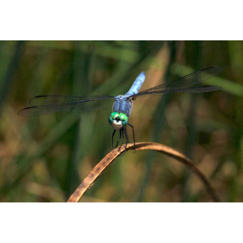 CA, Mission Trails regional Park Blue Dragonfly Black Modern Wood Framed Art Print by Talbot Frank, Christopher