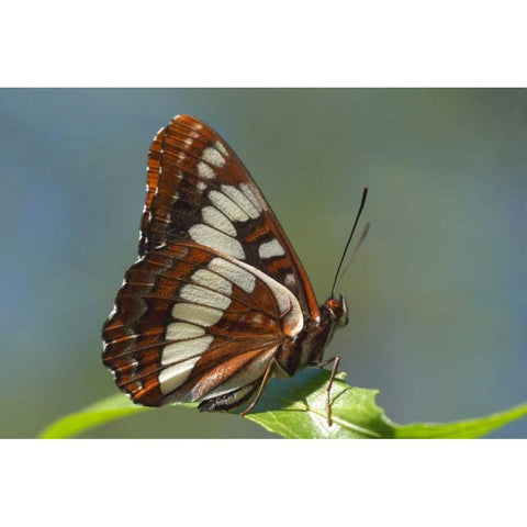 CA, San Diego, Mission Trails Park A Butterfly Black Modern Wood Framed Art Print by Talbot Frank, Christopher