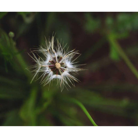 CA, San Diego, Mission Trails Park A Dandelion Black Modern Wood Framed Art Print by Talbot Frank, Christopher