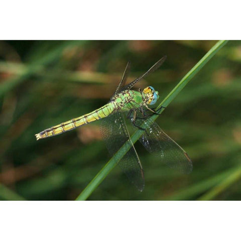 CA, San Diego, Mission Trails A Green Dragonfly Black Modern Wood Framed Art Print by Talbot Frank, Christopher