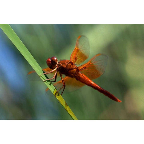 CA, San Diego, Mission Trails A Orange Dragonfly Black Modern Wood Framed Art Print by Talbot Frank, Christopher