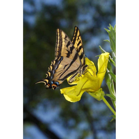 CA, Mission Trails Anise Swallowtail Butterfly Gold Ornate Wood Framed Art Print with Double Matting by Talbot Frank, Christopher