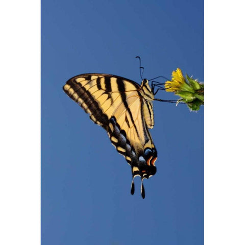 CA, Mission Trails Anise Swallowtail Butterfly Black Modern Wood Framed Art Print by Talbot Frank, Christopher