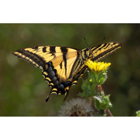 CA, San Diego, Mission Trails Anise Swallowtail White Modern Wood Framed Art Print by Talbot Frank, Christopher
