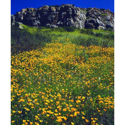 CA, San Diego, Mission Trails California Poppies Black Modern Wood Framed Art Print by Talbot Frank, Christopher