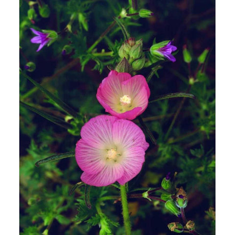 CA, San Diego, Mission Trails Checker Bloom Black Modern Wood Framed Art Print by Talbot Frank, Christopher