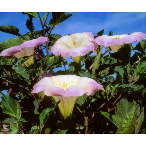 CA, San Diego, Mission Trails Datura flowers Black Modern Wood Framed Art Print by Talbot Frank, Christopher