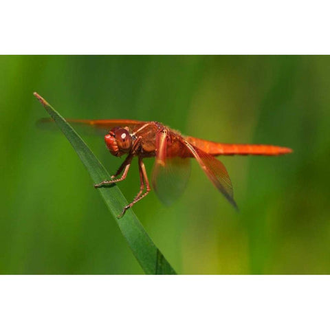 CA, San Diego, Mission Trails Park Dragonfly Black Modern Wood Framed Art Print by Talbot Frank, Christopher