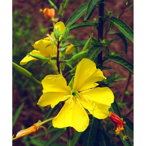 CA, San Diego, Mission Trails Evening Primrose White Modern Wood Framed Art Print by Talbot Frank, Christopher