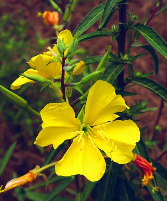 Image Only