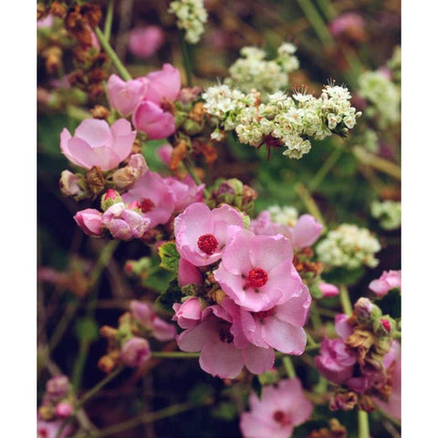 CA, San Diego, Mission Trails Wildflowers White Modern Wood Framed Art Print by Talbot Frank, Christopher