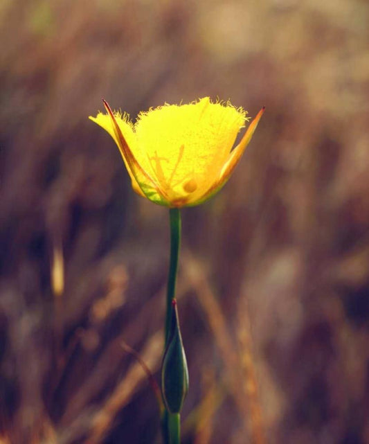 Image Only