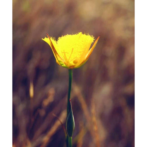CA, San Diego, Mission Trails Mariposa Lily Black Modern Wood Framed Art Print by Talbot Frank, Christopher