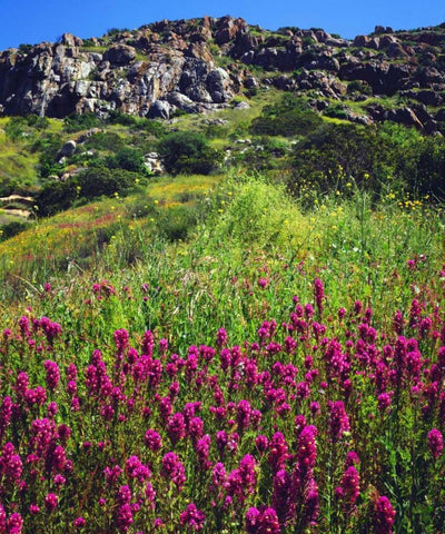 CA, San Diego, Mission Trails Owls Clover Black Ornate Wood Framed Art Print with Double Matting by Talbot Frank, Christopher