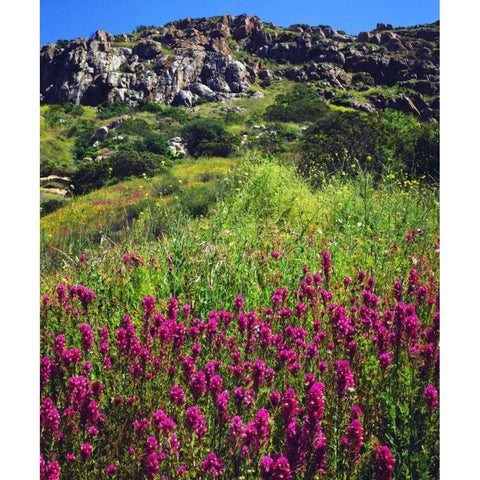 CA, San Diego, Mission Trails Owls Clover Black Modern Wood Framed Art Print by Talbot Frank, Christopher