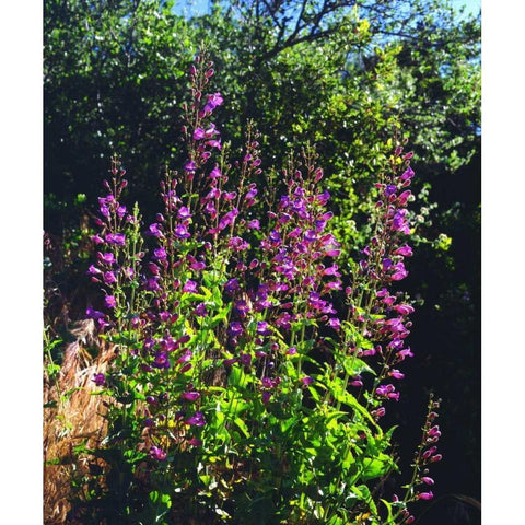 CA, San Diego, Mission Trails Showy Penstemon Black Modern Wood Framed Art Print by Talbot Frank, Christopher