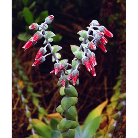 CA, San Diego, Mission Trails Succulent flowers Black Modern Wood Framed Art Print by Talbot Frank, Christopher