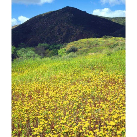 CA, San Diego, Mission Trails Park flowers Black Modern Wood Framed Art Print by Talbot Frank, Christopher