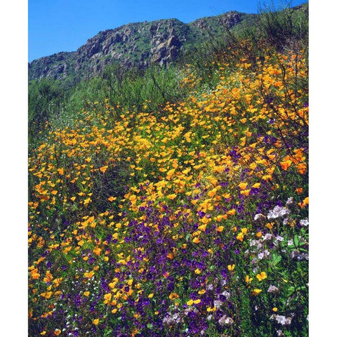 CA, San Diego, Mission Trails Park flowers Black Modern Wood Framed Art Print by Talbot Frank, Christopher