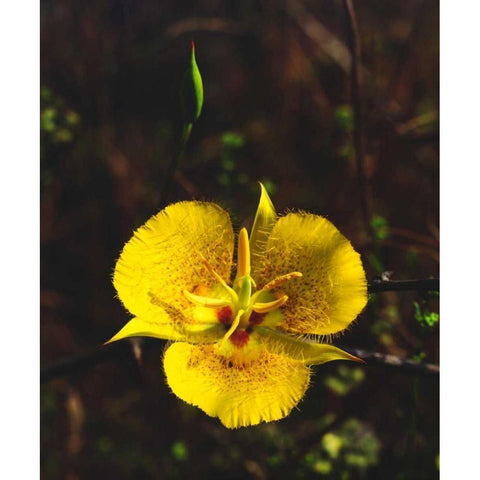 CA, San Diego, Mission Trails Park flowers Black Modern Wood Framed Art Print by Talbot Frank, Christopher