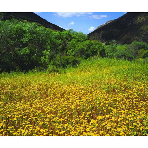 CA, San Diego, Mission Trails Park flowers Black Modern Wood Framed Art Print by Talbot Frank, Christopher