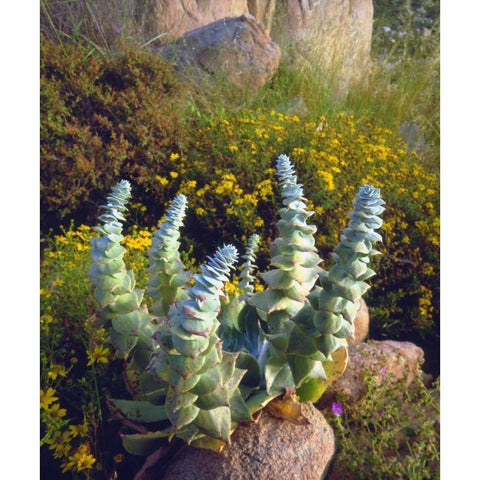 USA, California, San Diego, Succulent Black Modern Wood Framed Art Print by Talbot Frank, Christopher