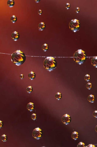 CA, San Diego, Sunflower reflection in spider web Black Ornate Wood Framed Art Print with Double Matting by Talbot Frank, Christopher