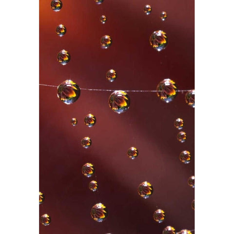 CA, San Diego, Sunflower reflection in spider web Black Modern Wood Framed Art Print by Talbot Frank, Christopher