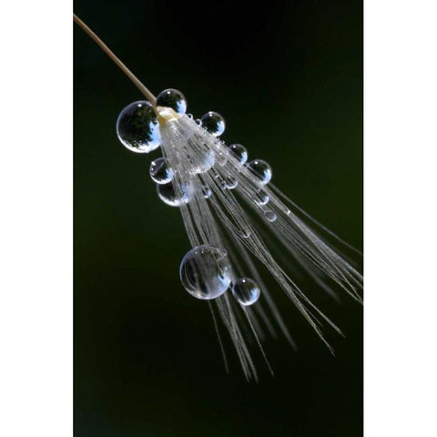 California, San Diego, Water drops on a dandelion Black Modern Wood Framed Art Print by Talbot Frank, Christopher