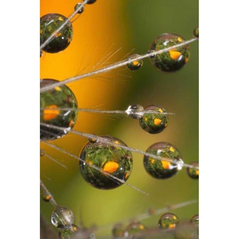 California, San Diego, Water drops on a dandelion Black Modern Wood Framed Art Print by Talbot Frank, Christopher
