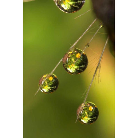 California, San Diego, Water drops on a dandelion Black Modern Wood Framed Art Print by Talbot Frank, Christopher