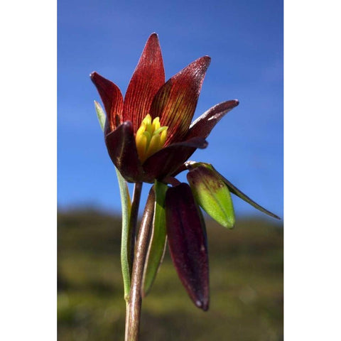 CA, Rattlesnake Canyon Chocolate Lilly Black Modern Wood Framed Art Print by Talbot Frank, Christopher