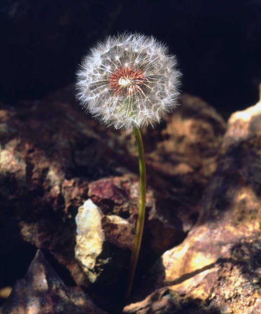 Image Only