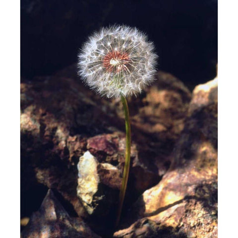 USA, California, San Diego Dandelion White Modern Wood Framed Art Print by Talbot Frank, Christopher