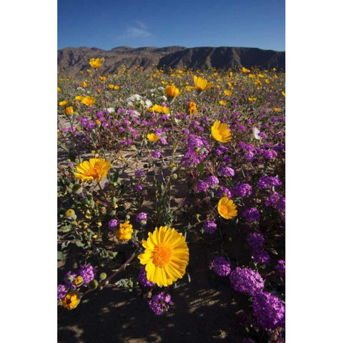 CA, San Diego Desert wildflowr scenic Black Modern Wood Framed Art Print by Talbot Frank, Christopher