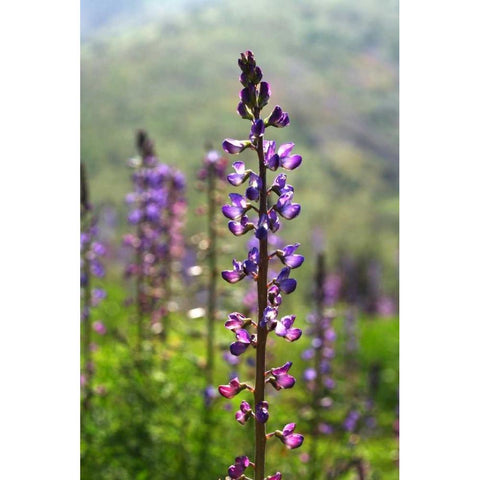 CA, San Diego Lupines in Rattlesnake Canyon Black Modern Wood Framed Art Print by Talbot Frank, Christopher