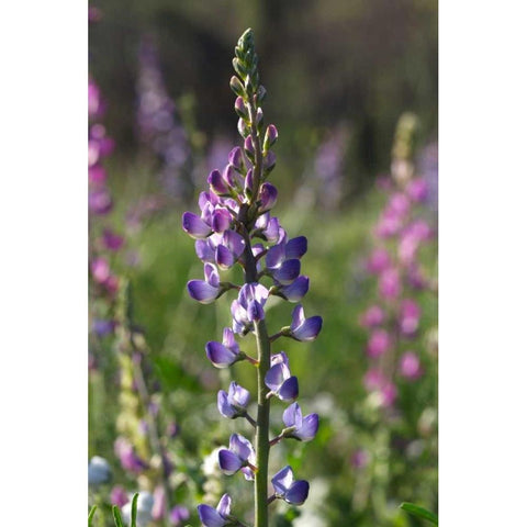 CA, San Diego Lupines in Rattlesnake Canyon Black Modern Wood Framed Art Print by Talbot Frank, Christopher