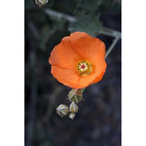 CA, San Diego Mallow flowers in the Mecca Hills Black Modern Wood Framed Art Print by Talbot Frank, Christopher
