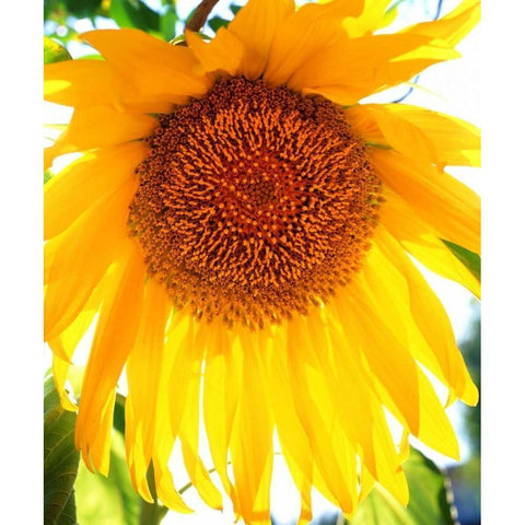 California, San Diego Mammoth Sunflower Gold Ornate Wood Framed Art Print with Double Matting by Talbot Frank, Christopher