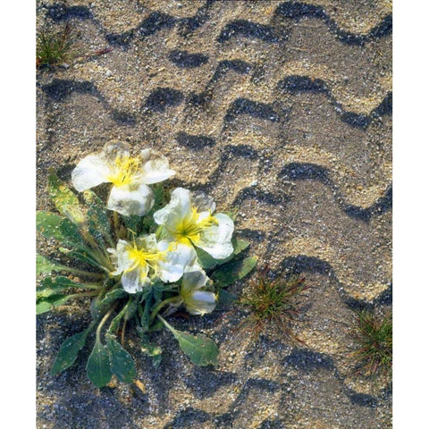 CA, San Diego Tire tracks over dune primrose Black Modern Wood Framed Art Print by Talbot Frank, Christopher
