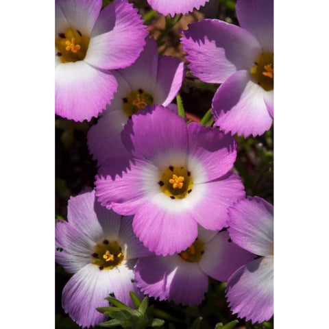 California, San Diego, Rattlesnake Canyon, Phlox Black Modern Wood Framed Art Print by Talbot Frank, Christopher
