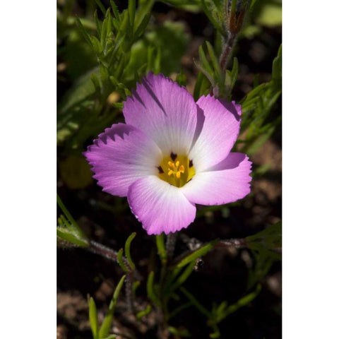 California, San Diego, Rattlesnake Canyon, Phlox Black Modern Wood Framed Art Print by Talbot Frank, Christopher